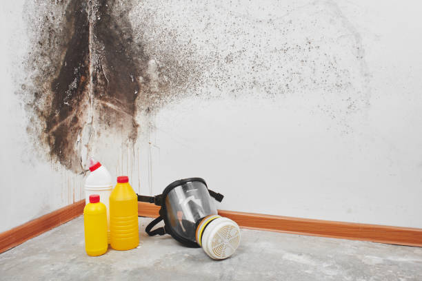 Best DIY Mold Remediation Support Services in Crane, TX