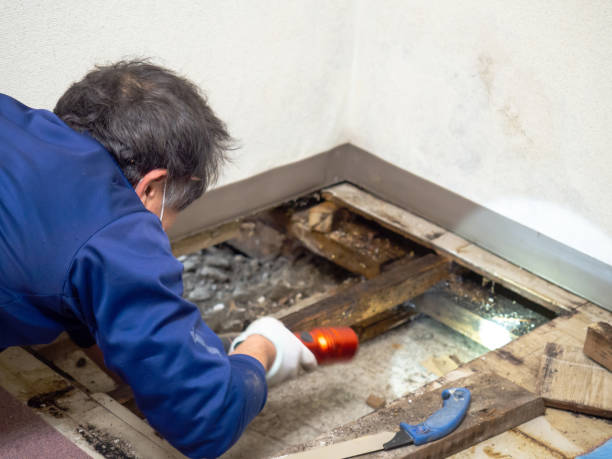 Best Health and Safety Mold Remediation in Crane, TX