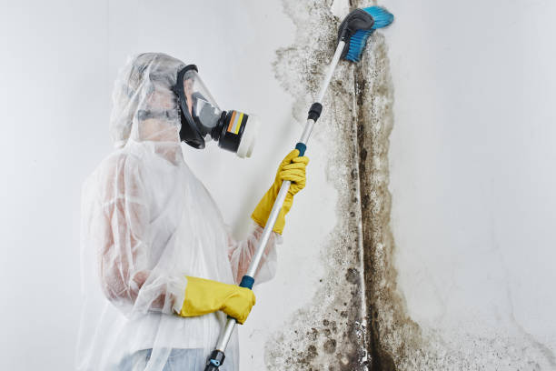 Best Industrial Mold Remediation in Crane, TX