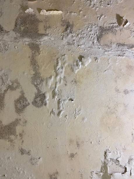 Best Emergency Mold Remediation in Crane, TX