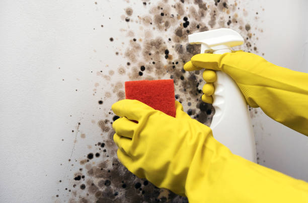 Best Residential Mold Remediation in Crane, TX