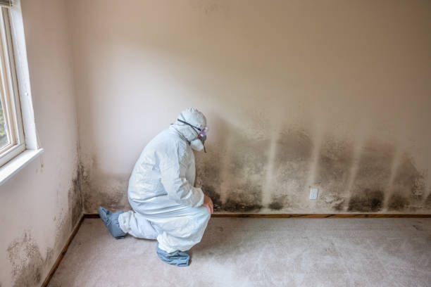 Trusted Crane, TX Mold Remediation Experts