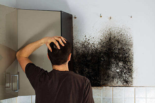 Best Insurance-Related Mold Remediation in Crane, TX