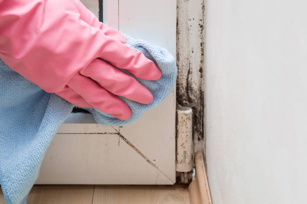 Best Localized Mold Remediation (e.g., coastal areas, humid climates) in Crane, TX